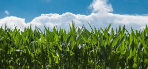 Corn Field in Newton County